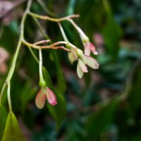 Doona zeylanica Thwaites(Thwaites) P.S.Ashton